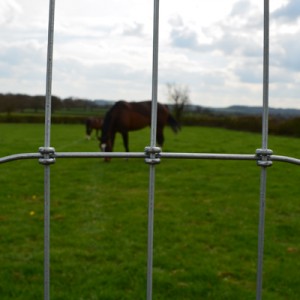 Torus-Horse-Wire.1-300x300
